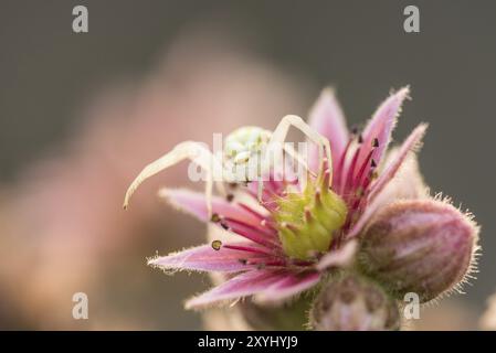 Eine goldene Krabbenspinne wartet auf Beute auf einer Hausblume Stockfoto