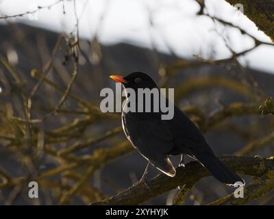 Eine männliche Amsel sitzt auf einem Ast gegen das Licht Stockfoto