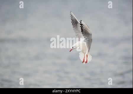 Eine Schwarzkopfmöwe fliegt über die Ostsee und sucht nach Nahrung Stockfoto