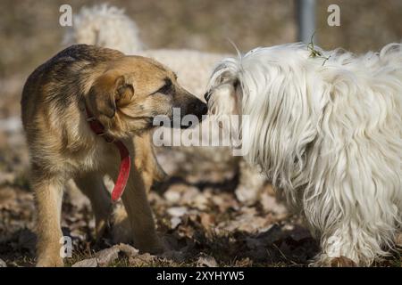 Zwei Hunde schnüffeln sich sehr vorsichtig, der weiße Hund hat noch Gras auf seinem Fell vom vorherigen Wildtier Stockfoto