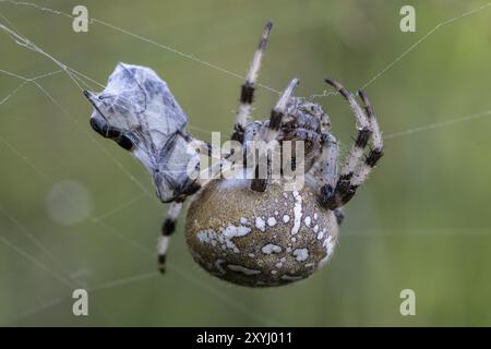 Marmorierter Orbfleber (Araneus marmoreus), Emsland, Niedersachsen, Deutschland, Europa Stockfoto