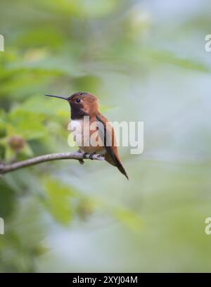 Ein männlicher Kolibri der Gattung Red-back Cinnamon Fairy, der auf einem Ast sitzt Stockfoto