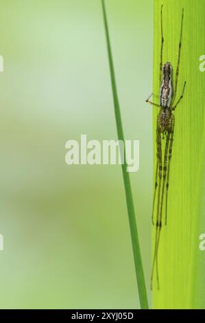 Eine gewöhnliche Stretchspinne lauert auf einem Schilfblatt für Beute Stockfoto