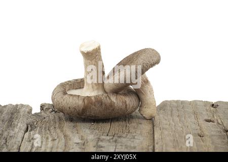 Shiitake-Pilze auf einer rustikalen Holzoberfläche auf weißem Hintergrund. Lentinula edodes, Heilkräuter und Pilze Stockfoto