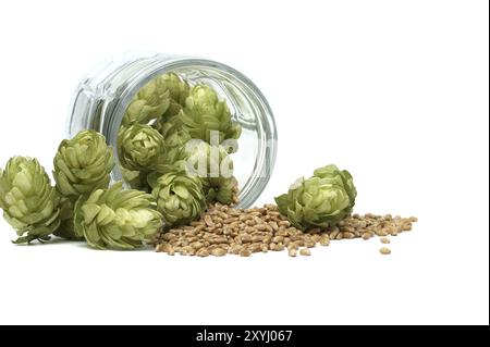 Hopfenzapfen und Weizenkörner in einem Glasbecher, isoliert auf weißem Hintergrund. Komponenten der Bierproduktion Stockfoto