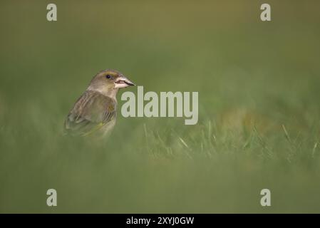 Ein Weibchen sitzt auf einer Wiese und isst einen Sonnenblumenkorn Stockfoto