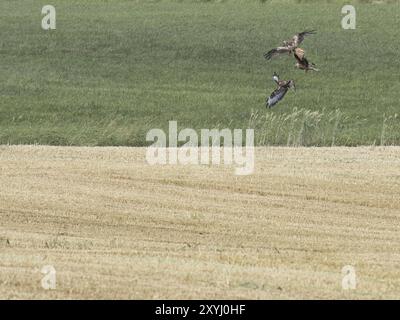 Zwei rote Drachen greifen einen Bussard über einem ernteten Getreidefeld an Stockfoto