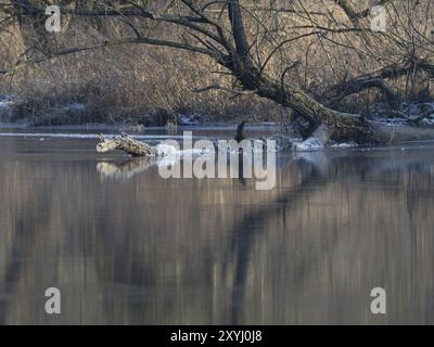 Eine silberne Weide spiegelt sich im Wasser der Sächsischen Saale Stockfoto