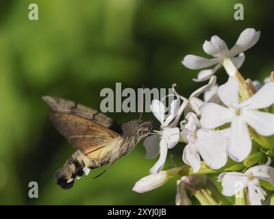 Ein Taubenschwanz trinkt Nektar von einer Blume Stockfoto