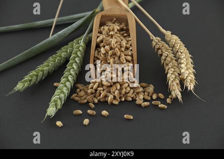 Nahaufnahme eines mit Weizenkörnern gefüllten Schaufelers, neben Weizenohren auf schwarzem Hintergrund. Perfekt für Themen in der Landwirtschaft und Lebensmittelindustrie Stockfoto