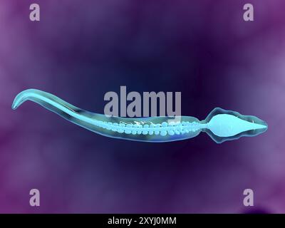 Mikroskopische Darstellung der Knochenstruktur von Spermien Stockfoto