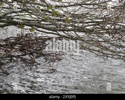Wurzeln der Schwarzerle am Ufer eines Sees Stockfoto