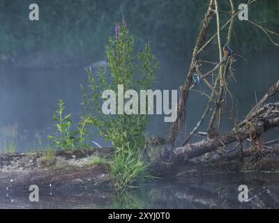 Ein Paar Königsfischer sitzt auf Treibholz neben einem blühenden lila Fleißstreit an der Saale Stockfoto