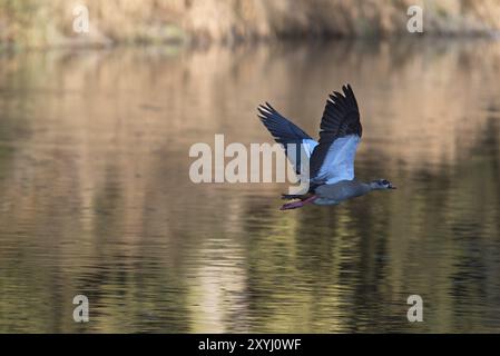 Eine ägyptische Gans fliegt über die Sächsische Saale Stockfoto