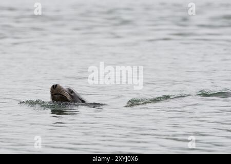 Ein männlicher Steller Seelöwe schwimmt vor der Küste von Vancouver Island Stockfoto