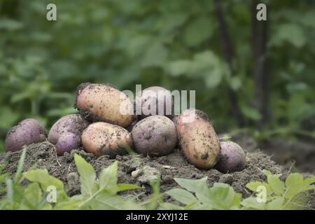 Neue Kartoffelernte, ein Haufen frisch gegrabener, vielfarbiger Kartoffeln Stockfoto