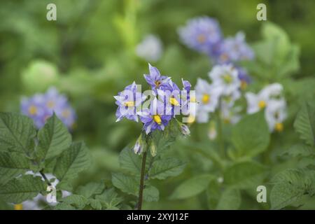 Blühende Kartoffelpflanze, Kartoffeln blühen. Nahaufnahme Bio-Gemüseblümchen blühen im Garten Stockfoto