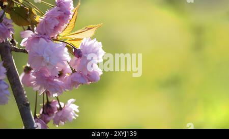 Wunderschöne Naturszene mit blühendem Sakurbaum und Sonnenschein. Sonniger Tag, Kirschblüten Stockfoto