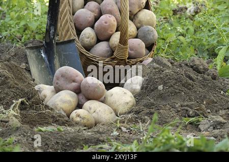 Frisch gegrabene bunte Kartoffeln laufen aus einem Korb neben einem Spaten in lockeren Boden Stockfoto