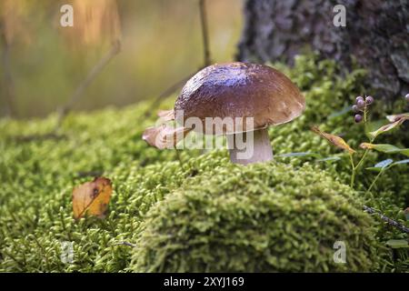 Boletus edulis, Cep oder Penny Brötchen Pilz wächst in den Wäldern umgeben von Moos, genießbar und kann auch als medizinische Pilze verwendet werden Stockfoto