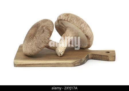 Shiitake-Pilze auf einem Holzschneidbrett im Nahbereich, isoliert auf weißem Hintergrund. Heilkräuter und Pilze Stockfoto