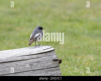 Ein männlicher schwarzer Rotschopf, der auf einem Baumstamm sitzt Stockfoto