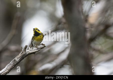 Ein männlicher Townsend im Küstenwald von Vancouver Island in Kanada Stockfoto