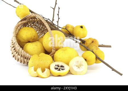 Korb aus Weidenkorb mit frischen und leuchtend gelben Quittenfrüchten auf weißem Hintergrund, ganze und halbgeschnittene Quittenfrüchte sind überall verstreut Stockfoto