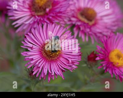 Eine westliche Honigbiene sammelt Nektar an einem Aster-Ragkraut Stockfoto