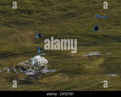 Vier Banded-Demiselle-Libellen, eine auf einem Stein, drei fliegen über den Fluss Stockfoto