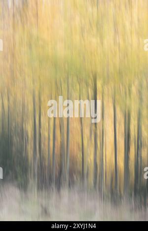 Abstraktes Foto durch Bewegung, zeigt einen Birkenwald im Herbst Stockfoto