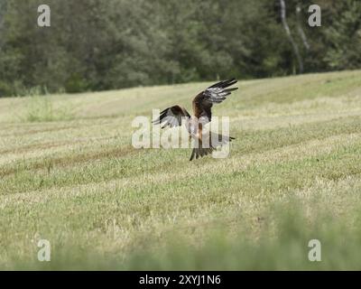 Ein roter Drache hat eine Feldmaus gefangen und hält sie zwischen Schnabel und Zähnen Stockfoto