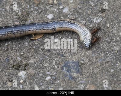 Zwei Rotholz-Ameisen fressen sich an einem toten langsamen Wurm Stockfoto