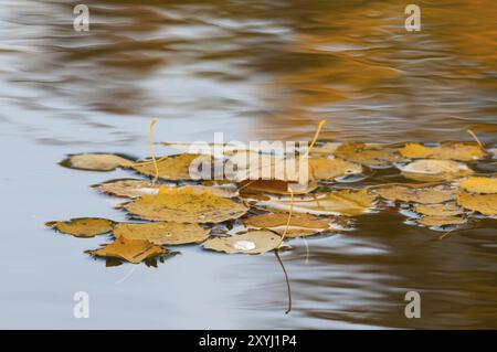 Herbstfarbene Aspenblätter auf einem See Stockfoto