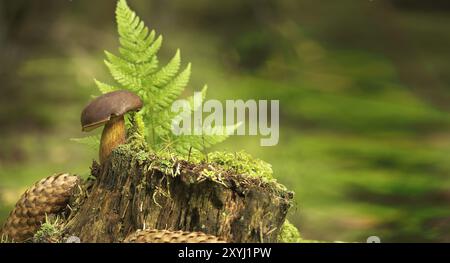 Imleria badia (Boletus badius) oder Bay Bolete Pilze, die auf einem grünen moosbedeckten Baumstumpf in der Nähe eines Fichtenkegels wachsen, mit niedrigem Blickwinkel, breiter Bannergröße Stockfoto