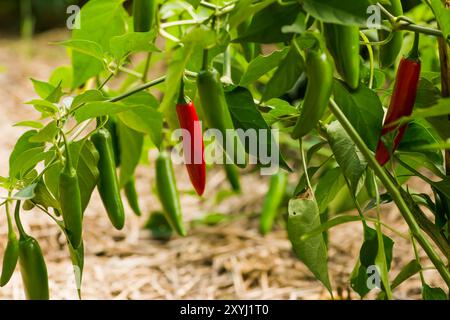 Rote und grüne serrano-Pfefferpflanze, die im Garten wächst Stockfoto