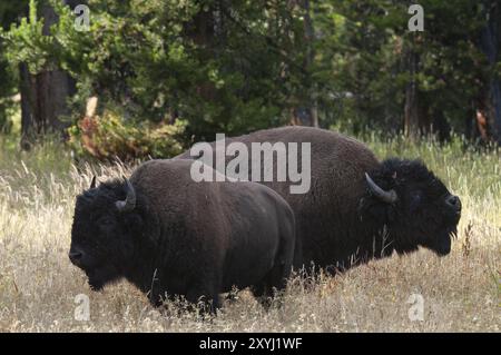 Zwei amerikanische Bison-Stiere stehen im Yellowstone-Nationalpark, Wyoming, USA Stockfoto