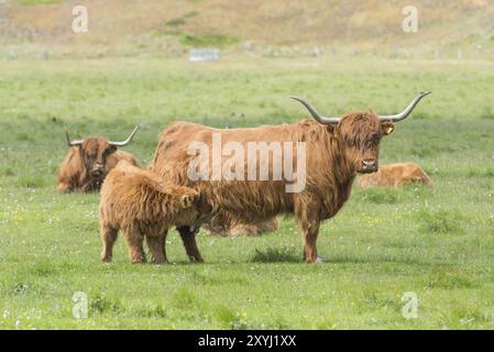 Ein schottisches Highland-Kalb trinkt aus dem Euter seiner Mutter Stockfoto