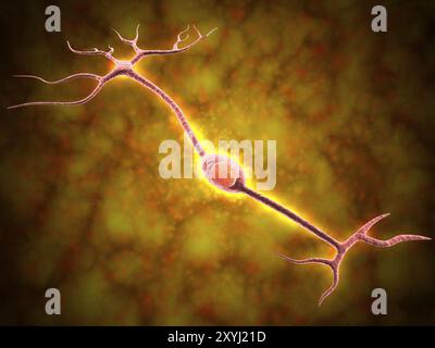 Mikroskopische Sicht auf ein bipolares Neuron. Eine bipolare Zelle ist eine Art Neuron, die zwei Erweiterungen hat. Bipolare Zellen sind spezialisierte sensorische Neuronen für t Stockfoto