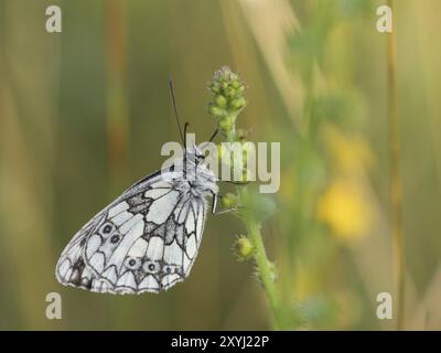 Ein karierter Schmetterling, der auf einer Wildblume sitzt Stockfoto