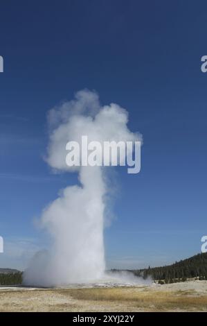 Ausbruch des Old Faithful Geysirs im Yellowstone-Nationalpark in Wyoming, USA. Die Eruptionssäule kann eine Höhe von 30-55 Metern erreichen Stockfoto