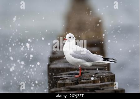 Eine schwarzköpfige Möwe sitzt auf einem groynen Pfosten an der Ostsee mit Sprühnebel um sie herum Stockfoto