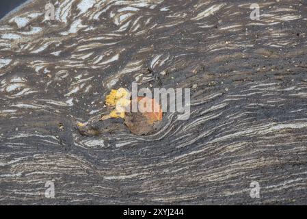 Herbstblätter schweben im Biofilm an der Saale in Sachsen Stockfoto