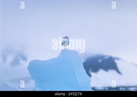 Die Glaukmöwe (Larus hyperboreus) sitzt auf einem Eisberg in einer arktischen Landschaft, Svalbard Stockfoto