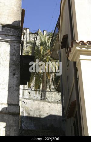 Palme in einer Gasse Stockfoto