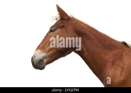 Pferdekopf isoliert auf weißem Hintergrund Stockfoto