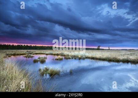 Sturm über Sumpf mit blühendem Baumwollgras bei Sonnenuntergang, Drenthe, Niederlande Stockfoto