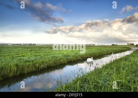 Ein paar weiße Schwäne auf dem Kanal am frühen Morgen, Niederlande Stockfoto