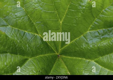 Riesenrhabarber (Gunnera manicata), Nordrhein-Westfalen, Deutschland, Europa Stockfoto