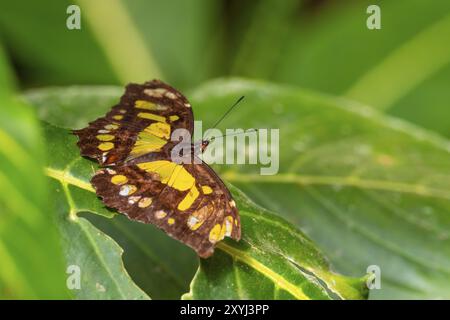 Malachitschalter (Siproeta stelenes) (Metamorpha stelenes), Schmetterling auf einem Blatt sitzend, Provinz Alajuela, Costa Rica, Mittelamerika Stockfoto